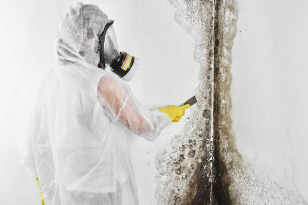 Best Residential Mold Remediation in Mcdonald, OH