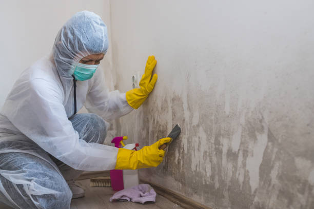 Best Preventive Mold Services in Mcdonald, OH