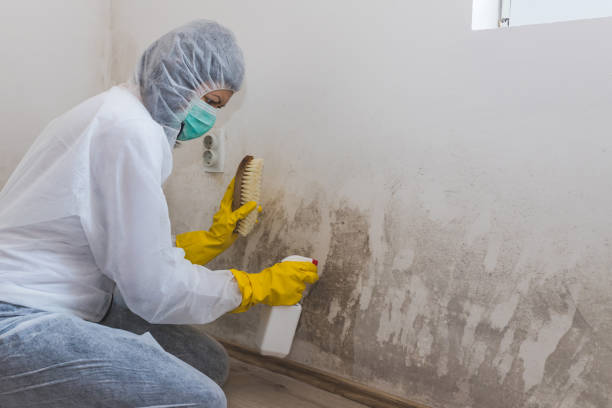 Best Attic Mold Remediation in Mcdonald, OH