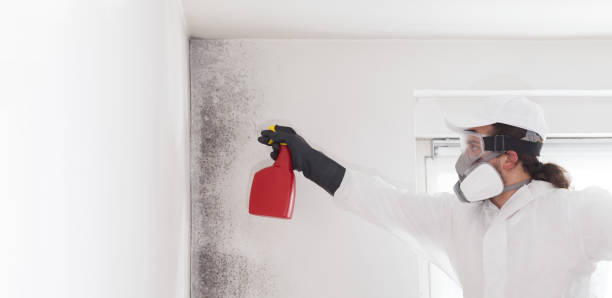 Best Mold Remediation for Schools in Mcdonald, OH