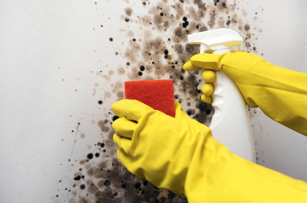 Best Mold Testing and Inspection Services in Mcdonald, OH