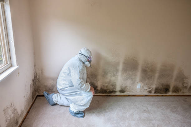 Best Commercial Mold Remediation in Mcdonald, OH