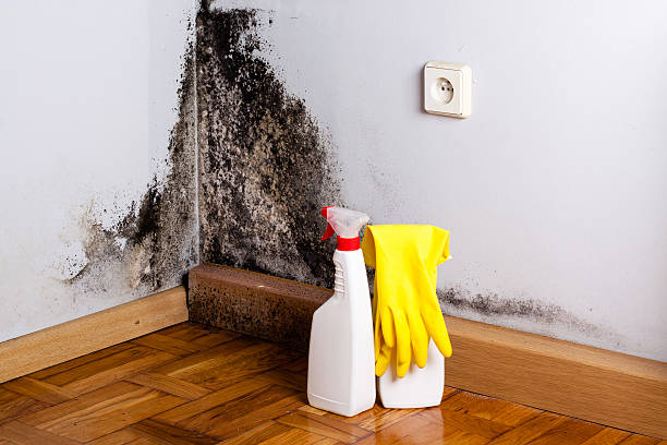 Best Emergency Mold Remediation in Mcdonald, OH
